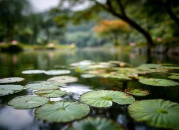 濰坊高密南湖植物園——城市綠洲的詩意棲居**