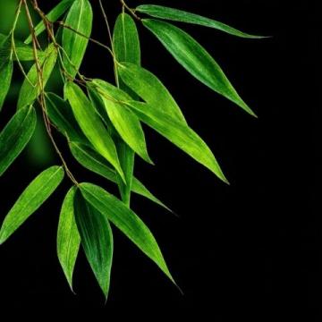 春筍鮮嫩上市，春日味蕾盛宴，探尋健康活力之源