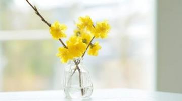 漲知識(shí)了!原來(lái)這是連翹花小鼓掌這個(gè)野花不簡(jiǎn)單!