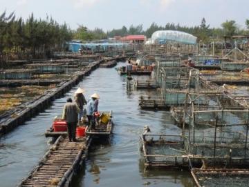 阜陽河道刀魚泛濫村民狂撈背后是生態改善信號?