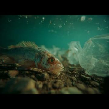 藏身安置小區居民樓里，只做一道魚，從不擔心食客不來