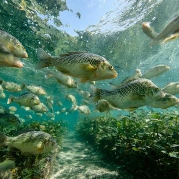 廣東老板創新魚塘經營策略:從單一產品到多樣化服務的成功轉型