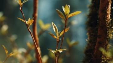 漲知識(shí)了!原來(lái)這是連翹花小鼓掌這個(gè)野花不簡(jiǎn)單!