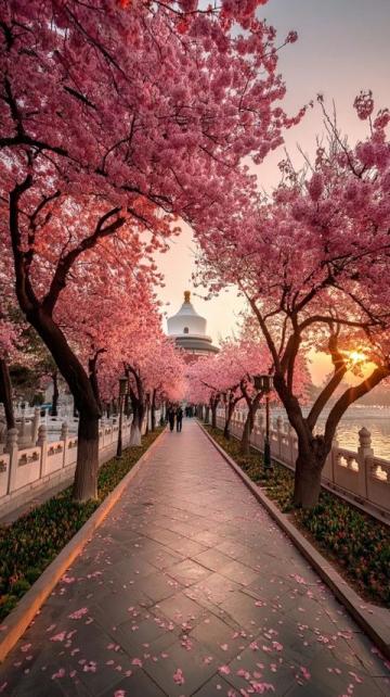 武漢賞櫻攻略:告別日本,體驗荊楚文化盛宴的粉色花海之旅!