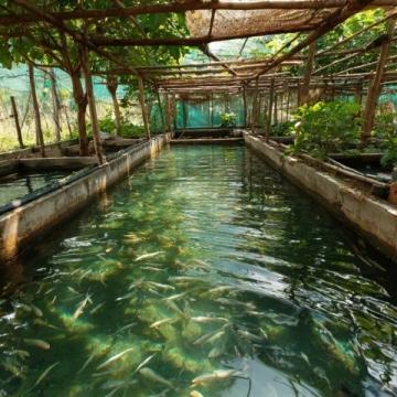 野釣鯽魚爆護(hù)攻略:釣位選擇、天氣影響與餌料搭配技巧