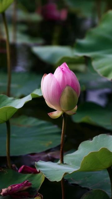 五一假期保定周邊游:探索直隸總督署與古蓮花池之外的美景