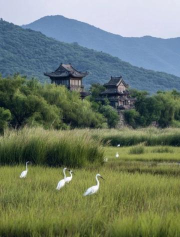 成都近郊露營好去處:金馬河邊的溫江魯家灘濕地公園