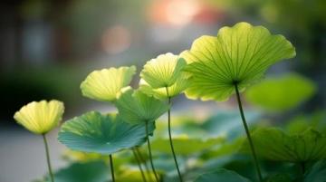 五一假期保定周邊游:探索直隸總督署與古蓮花池之外的美景