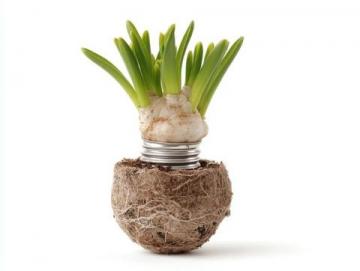 水培大蒜常識(大蒜水培種植方法?)