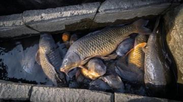 野釣鯽魚爆護(hù)攻略:釣位選擇、天氣影響與餌料搭配技巧