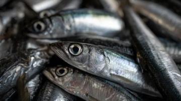 日本人為什么如此鐘愛秋刀魚？營養價值與文化魅力解析