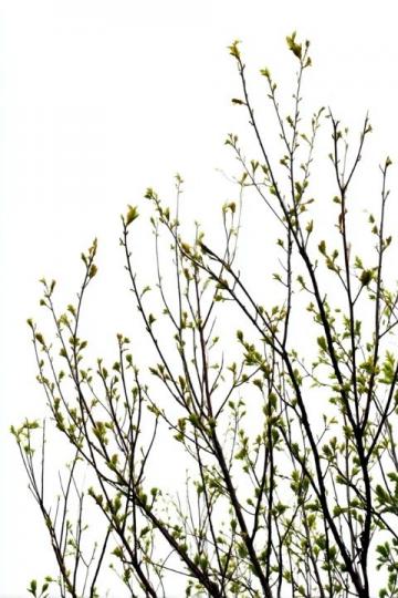 漲知識(shí)了!原來(lái)這是連翹花小鼓掌這個(gè)野花不簡(jiǎn)單!