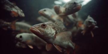 三點必知！養殖青魚的水深度、密度和水環境管理秘籍