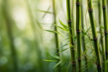 春筍鮮嫩上市，春日味蕾盛宴，探尋健康活力之源