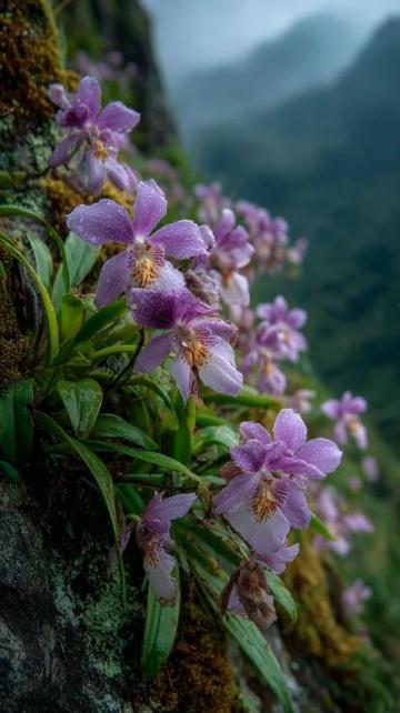 川西秘境：三月春光中，絕美花海引領顏值巔峰