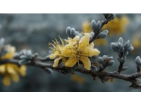 中國(guó)茱萸文化之我見