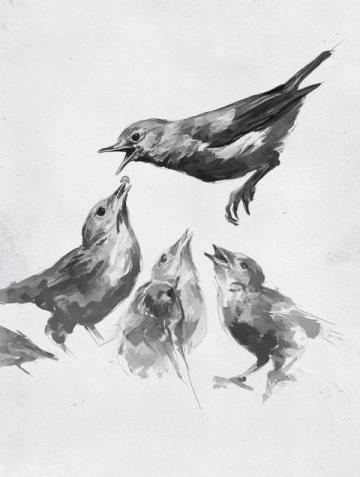 一起探索養(yǎng)鳥學問,品讀金絲雀第一章(二)——鳥類的分類與飼養(yǎng)建議