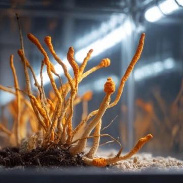 探尋全球藏紅花之源:從味蕾到全身的奧秘