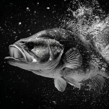 野釣鯽魚爆護(hù)攻略:釣位選擇、天氣影響與餌料搭配技巧