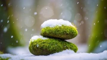 苔蘚養(yǎng)護四大注意(苔蘚愛護常識)
