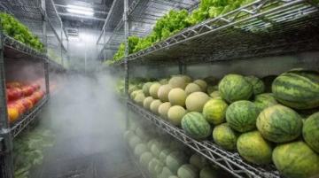 南沙生活體驗:百元購大袋新鮮蔬菜不再是難題