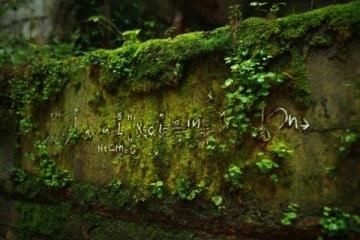 苔蘚養(yǎng)護四大注意(苔蘚愛護常識)
