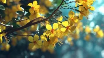 2025年湖南油菜花節3月17日啟幕,共賞金色花海盛宴