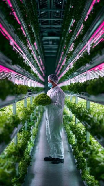 澳洲日志：水培九層塔綻放花朵の生命之美