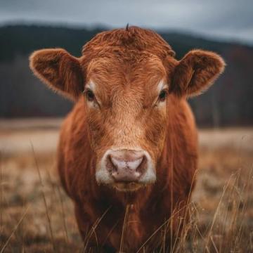 2025年驢肉價格飆升,驢肉火燒比奶茶還貴!背后真相揭秘