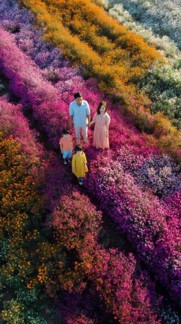 長春花觀賞指南:四季開花、色彩斑斕的美麗花卉