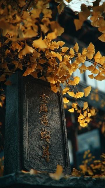 新疆秋季來臨,金黃白樺林等你探索,攝影愛好者的天堂
