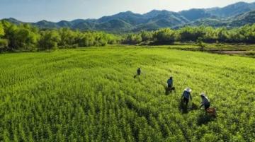 千年古韻新生,灌陽二月八農(nóng)具節(jié)再現(xiàn)輝煌
