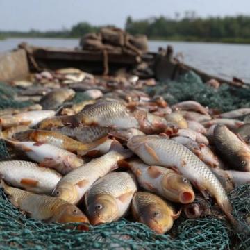 廣東老板創新魚塘經營策略:從單一產品到多樣化服務的成功轉型
