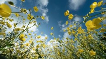 2025年湖南油菜花節3月17日啟幕,共賞金色花海盛宴