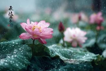 懷柔雁棲湖一日游：陰雨微風，家庭親子采摘槐花馬蘭花