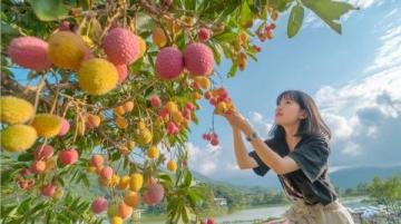 上海大寧公園：夏日甜蜜水果與寧靜美景