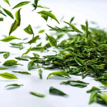 安吉白茶: 品嘗頭采的生機與活力