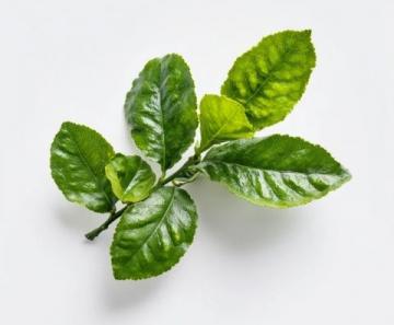 如何用小蘇打焯煮苧麻葉?這種方法比石灰更安全有效