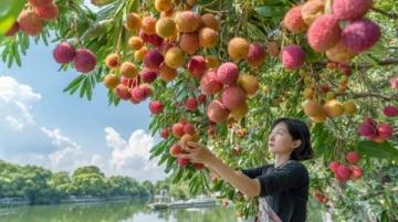 夏日里的甜美饋贈:探索慈溪的秘密果實之旅