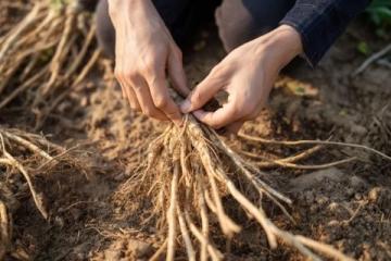 百科冷知識:蓮藕種植方法詳解