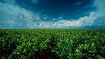 豆油技術(shù)分析:供應(yīng)充足需求疲軟下的價格走勢判斷