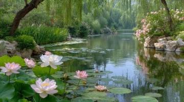 菏澤萬畝荷塘是魯西南地區夏季賞荷、生態體驗的熱門目的地