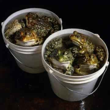 夏日微風(fēng)中的味蕾享受:寶應(yīng)六月鮮蟹黃魚頭煲