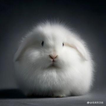 新手必看！長毛兔飼養(yǎng)全攻略，從品種到繁殖一文搞懂！