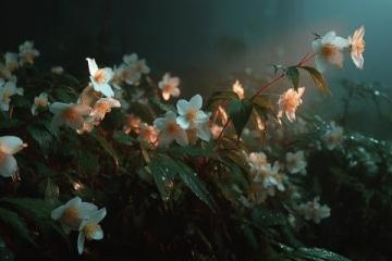 心馳神往!廣西橫州茉莉花之旅不容錯過