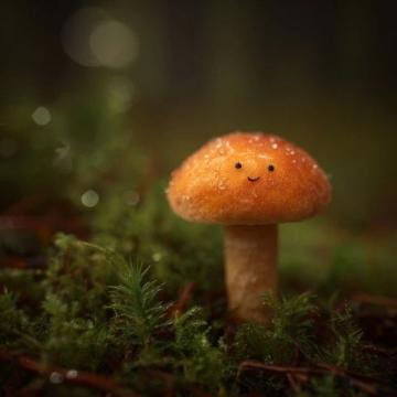 收到女兒贈送的靈芝,漫步小區欣賞花景,感嘆生命與情感的真諦