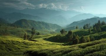 信陽浉河區文新茶村:茶香與美景交織的世外桃源