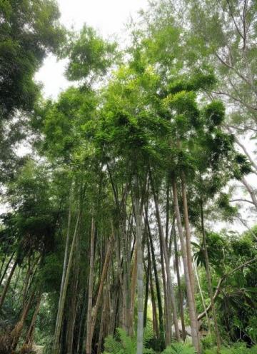 深圳黃花風鈴木盛放打卡地大盤點：金色隧道、金色河谷，美不勝收！