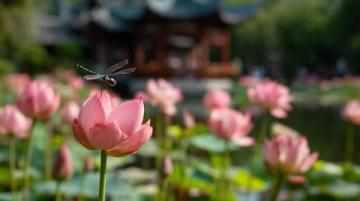 菏澤萬畝荷塘是魯西南地區夏季賞荷、生態體驗的熱門目的地