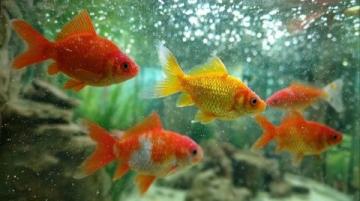 超有趣的冷知識大盤點:從大腦到金魚的秘密